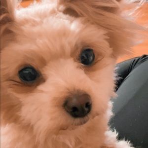 Meet your Posher, Addison